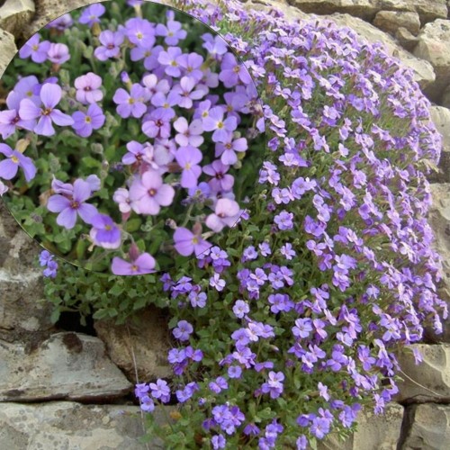 Aubrieta 'Cascade Blue' - Sinipadjake 'Cascade Blue' P9/0,55L 